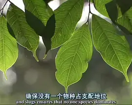 《自然世界：蚂蚁攻击》：微观世界的史诗级生存战，让你重新认识这些小家伙的惊人力量！